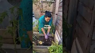 Potato harvesting- Second early variety | Charlotte . #organicgardening #verticalgardening