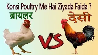 Unlock the Unbelievable Advantages: Broiler vs. Desi Poultry Farming | Must-Watch Comparison!