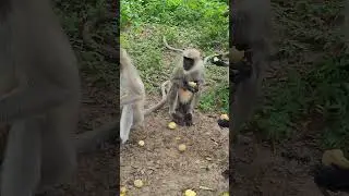#monkey #youtubeshorts #hanuman #funny #animals #devotional #shortvideo #shorts #viral #video