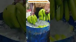 Super quality banana harvesting and packing video