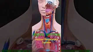মানুষের  শ্বসনতন্র# human Respiratory system# shortsvideo# shortsyoutube#  sumeshradiology#medical