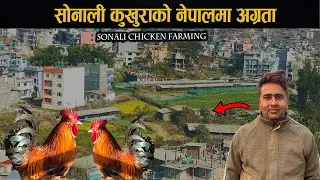 सोनाली कुखुराको नेपालमा अग्रता, Poultry farm business plan new video,Sonali chicken farming in Nepal