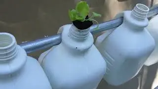 Inserting lettuce in milk jug with peat plug