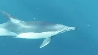 OCEAN VIBES - SEA - BEACH - AMBIENT - DOLPHIN | PEACE & RELAXATION S1 - EP 1