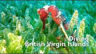 Diving British Virgin Islands
