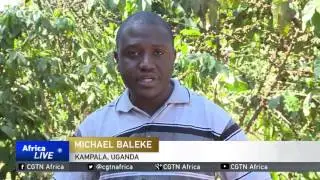 Ongoing droughts adversely affects Uganda coffee exports