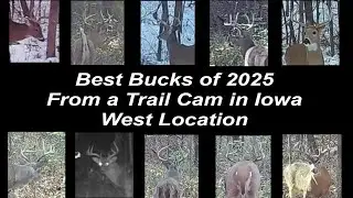 Best Bucks of 2025, from a Trail Cam in Iowa, West Location #trailcam #deer #bucks  #iowa