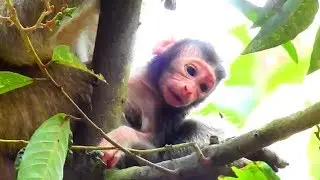 Waiting For long! Finally Tara Gave A Birth So Cute Baby Monkey!