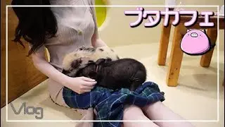 【Vlog】ブタカフェへいってみた。