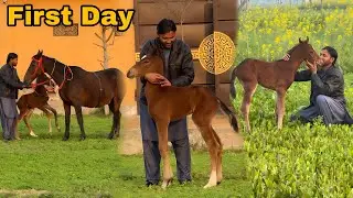 New Born Baby Horse ka Farm House Par Pehla Din! 🐴 (First Day Vlog)