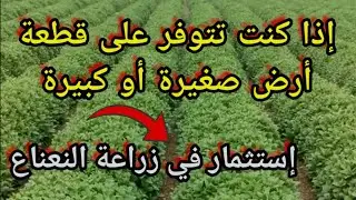 زراعة النعناع مشروع زراعي مربح إذا كنت تتوفر على قطعة أرض صغيرة أو كبيرة زراعة بأقل تكلفة