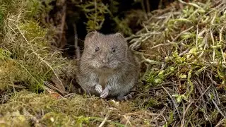Bank Voles