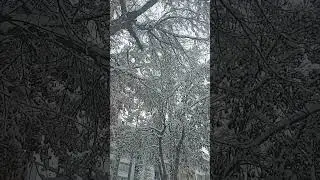 Beyaz bir r&uuml;ya, zamansız bir ses.... #snow #ytdayibenionecikarnolur #winter #snowfall #kar #nil&uuml;fer