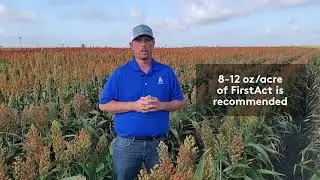 FirstAct Herbicide Application Rates for Double Team Sorghum