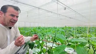 Dé resistente rode paprika! Teelt-update Week 7 - 2025