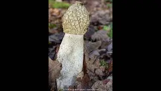 #33  -  mushroom guess