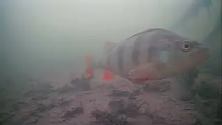 Так клювала риба сьогодні 14.01.2026
