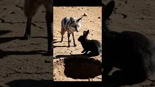lomdi aur khargosh ki kahani kids funny video cartoon short