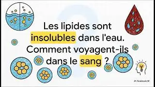 Le M&eacute;tabolisme des Lipides