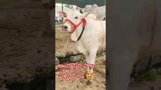 Beautiful milk teeth calf || Kodad Bulls market || #ongole Bulls market || #ongole calf