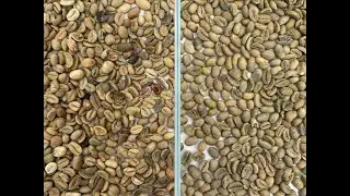 Green Coffee Beans Sorting---Anysort H-series for sorting defective green coffee beans