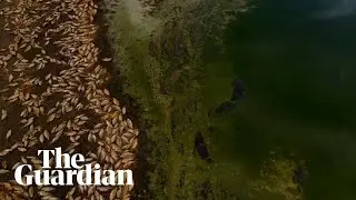 Another mass fish kill recorded in far western New South Wales