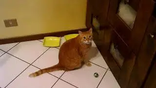 Gatto affamato