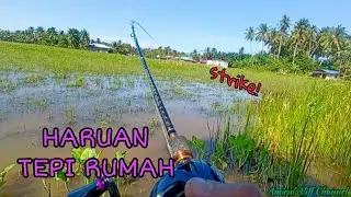 #EP889 Angkat Taut dan Casting Haruan Tepi Rumah