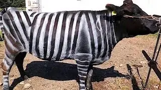 Some Japanese Researches Won Nobel Prize For Painting Cows Like A Zebra