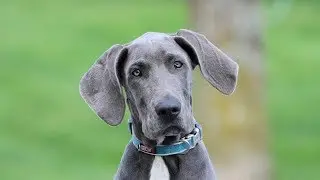 How to Set Appropriate Dog Training Goals and Standards