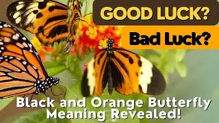 Unlocking the Mysteries: Black and Orange Butterfly Meaning Revealed!