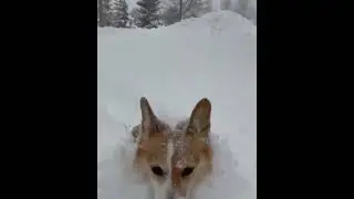 Nevasca intensa em Sapporo, Hokkaido, Jap&atilde;o (25/01/2026)