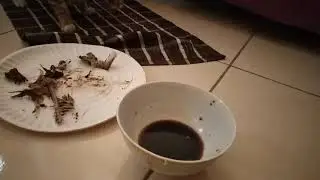 SHY CAT/eating with SAUCE