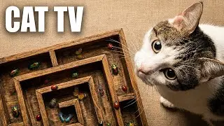 BUG ATTACK! The Cat TV Insects That Will Make Your Cat JUMP! (4K HD) - Collection of fun Cat Games