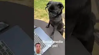 TIME TO CHECK SOCIAL MEDIA 😁 #shorts #reaction #viral #trending #greenscreen #mofu29 #pug #dog