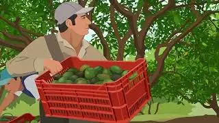Guatemala: Industrial Avocado Value Chain