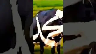 The Bizarre Cow Controversy Dividing Indian Muslims!# Iqra tv #Shorts.