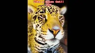 Mind-Blowing Leopard Interaction! Petting Like a Kitten (POV) #shorts #animals