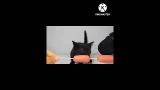 Cute kitten eating sausage ASMR