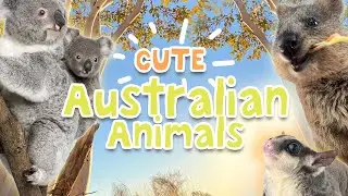 Cute Australian Animals: Habitats, Diets and Features #cuddlycreatures #animalfactsforkids