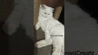 ✨Ithanga vazhkai 😺✨ #lifelessons#motivation#cat #petlovers#pets