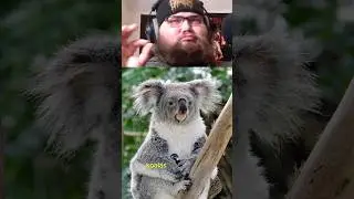 🤯A KOALAS MATING CALL IS METAL AF!!