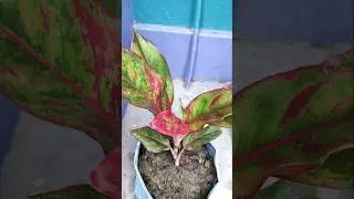 Low-Maintenance, High-Impact: Permanent Flowering Plants for Beginners