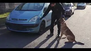 pali dog center 02