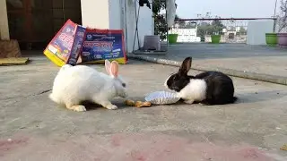 Rabbit ate samosa today 