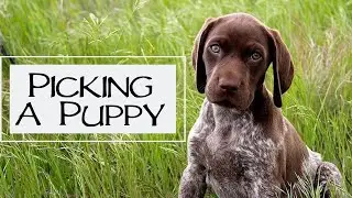 How To Pick The Right Puppy For You - You Ask We Answer Episode 19: Part 2
