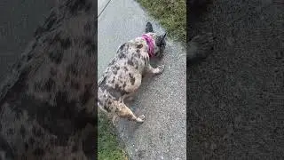 Week 5/6 update pregnant frenchie