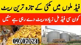 Today Maize Rates in Feed Mills 2024 | Feed Mills Rates 2024 | Maize Rates 2024 | Feed Mills Rates