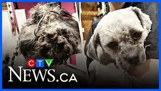 Dumped dogs believed to be from puppy mill