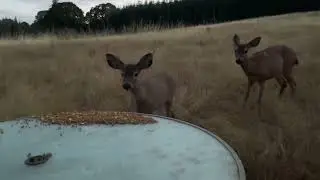 Deer Family 🦌 Virginia, Twin, and Grayson